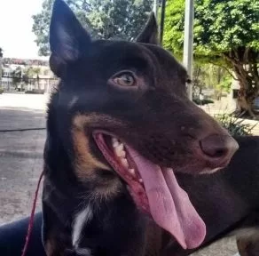 Quais frutas cachorro pode comer e quais não pode? Descubra aqui!