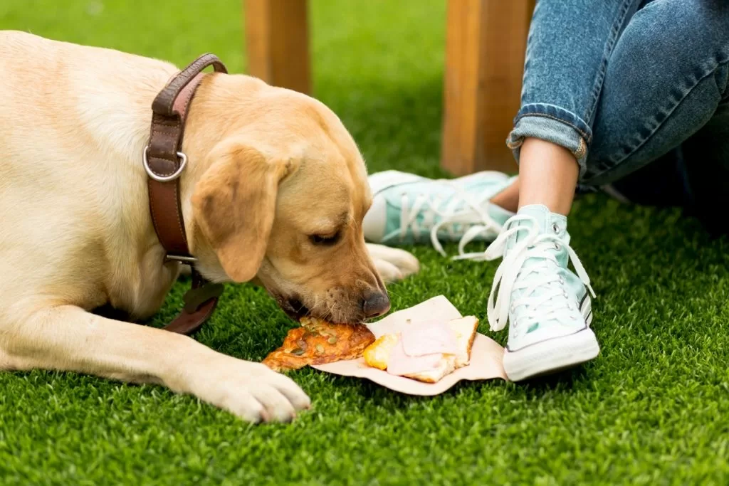 cachorro comendo pizza