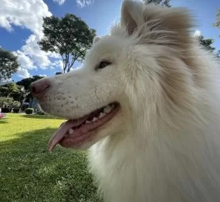 Qual a melhor ração para cachorro? Tudo o que você precisa saber