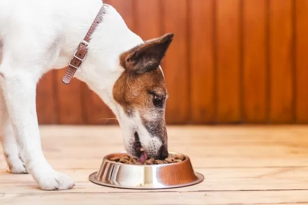 Ração para cachorro idoso: como escolher a melhor?